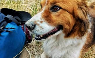 Ryan L T.'s photo of camping with pets at Lake Michigan Campground at Muskegon State Park Campground in Michigan