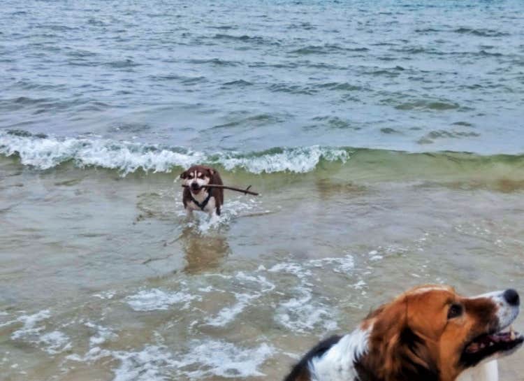 Ryan L T.'s photo of camping with pets at Lake Michigan Campground — Muskegon State Park near Twin Lake, MI