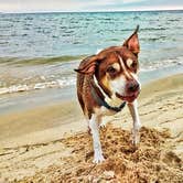 Review photo of Lake Michigan Campground at Muskegon State Park Campground by Ryan L T., September 21, 2021