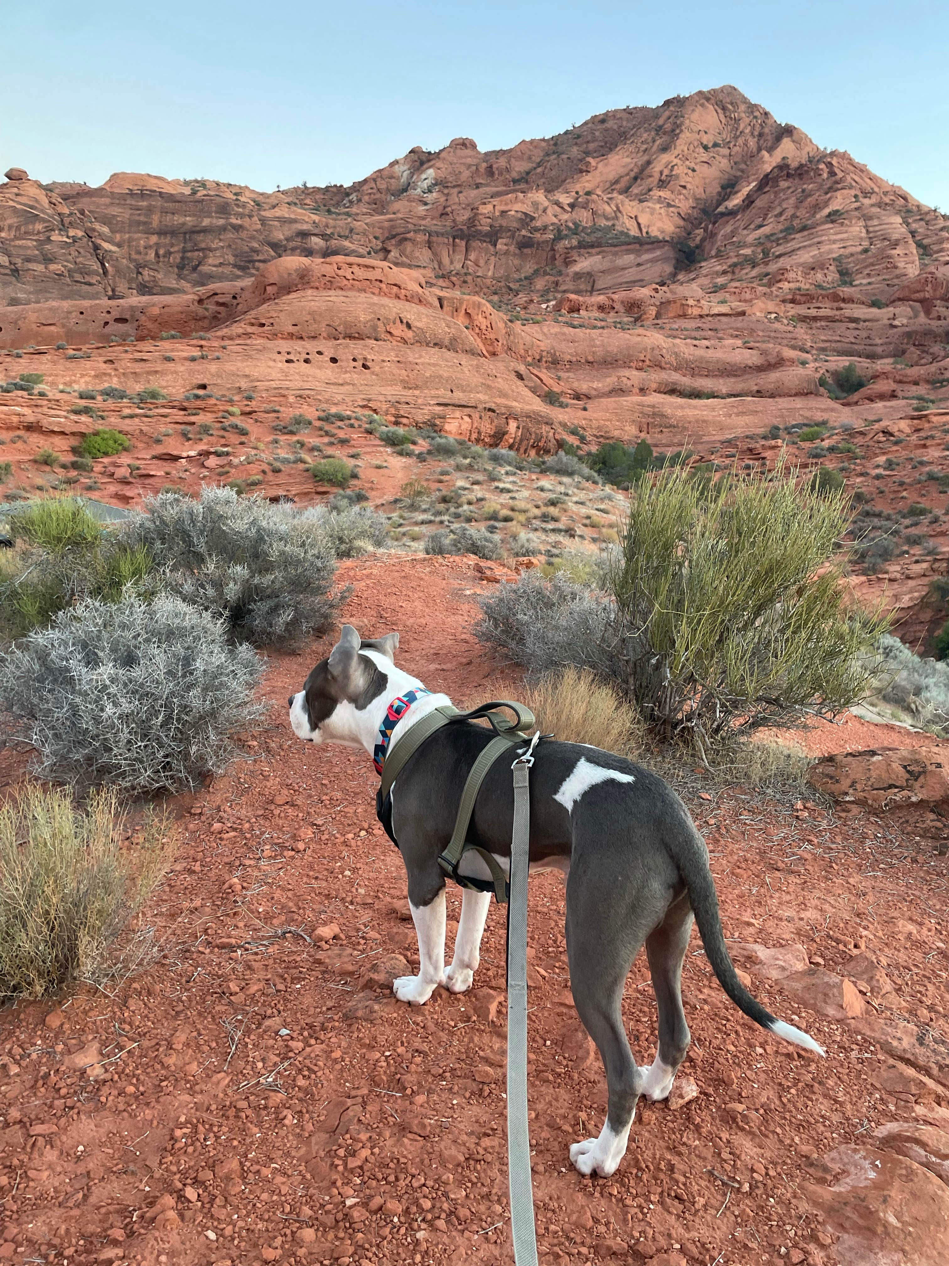 Santiago V.'s photo of camping with pets at Red Cliffs Campground near St. George, UT