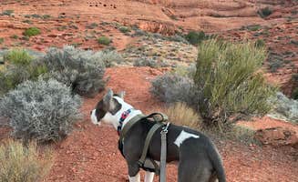 Santiago V.'s photo of camping with pets at Red Cliffs Campground near Leeds, UT