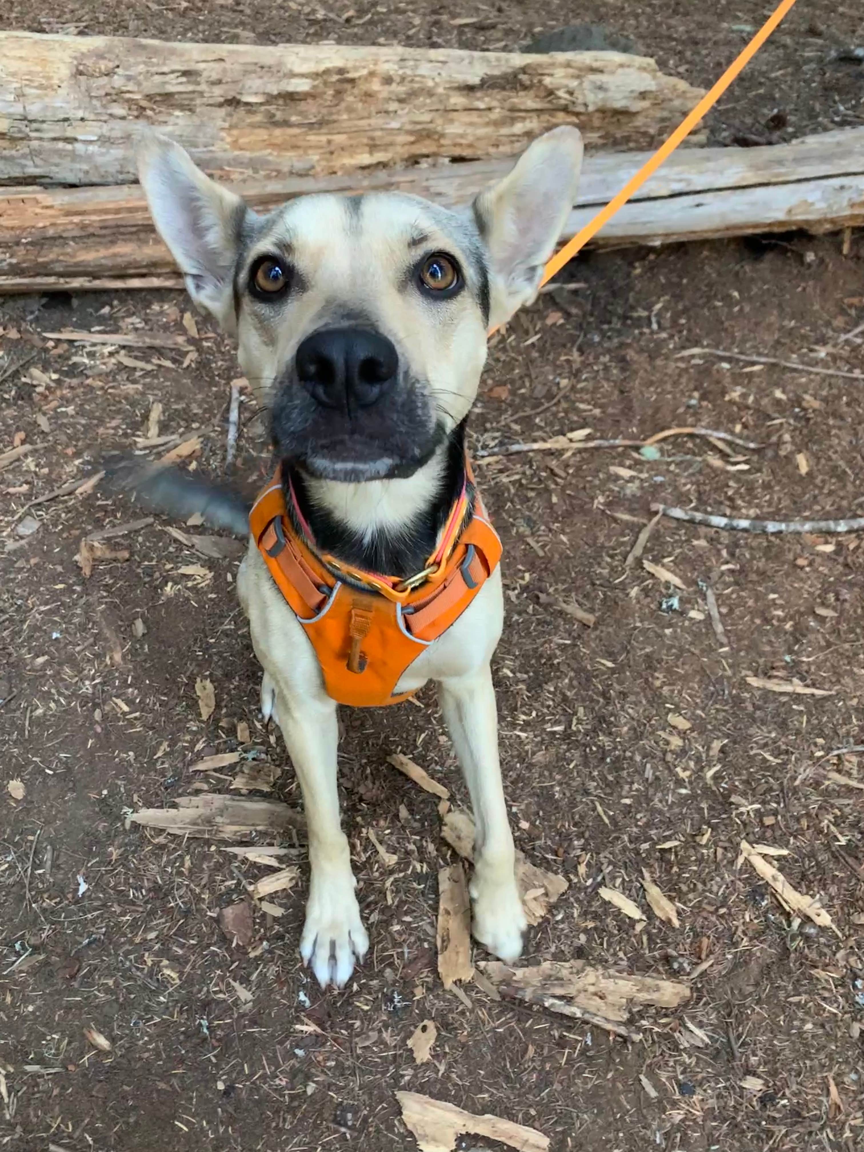 Audrey M.'s photo of camping with pets at Pamelia Lake in Oregon