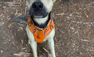 Audrey M.'s photo of camping with pets at Pamelia Lake in Oregon