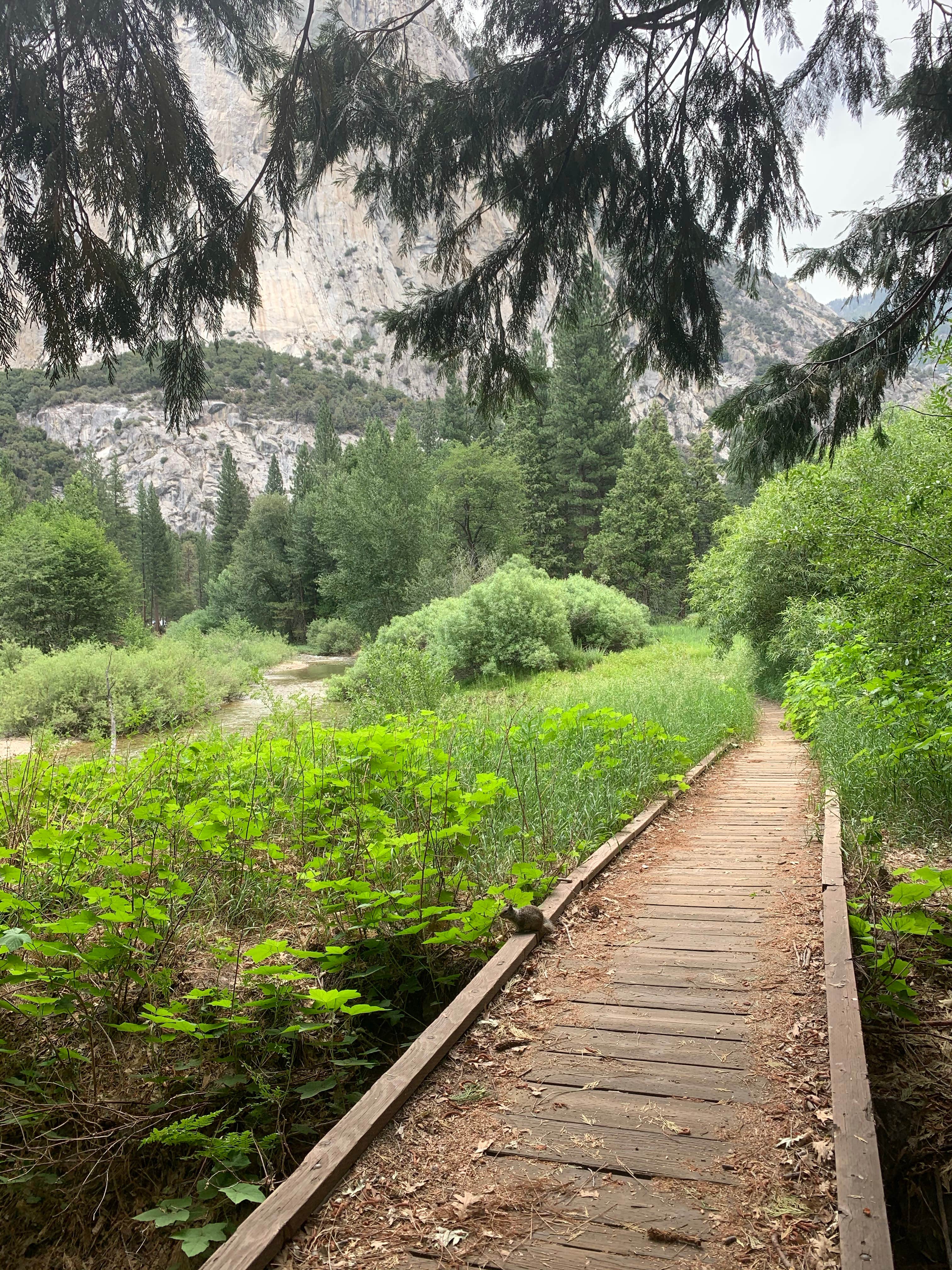 Camper submitted image from Moraine Campground — Kings Canyon National Park - 2