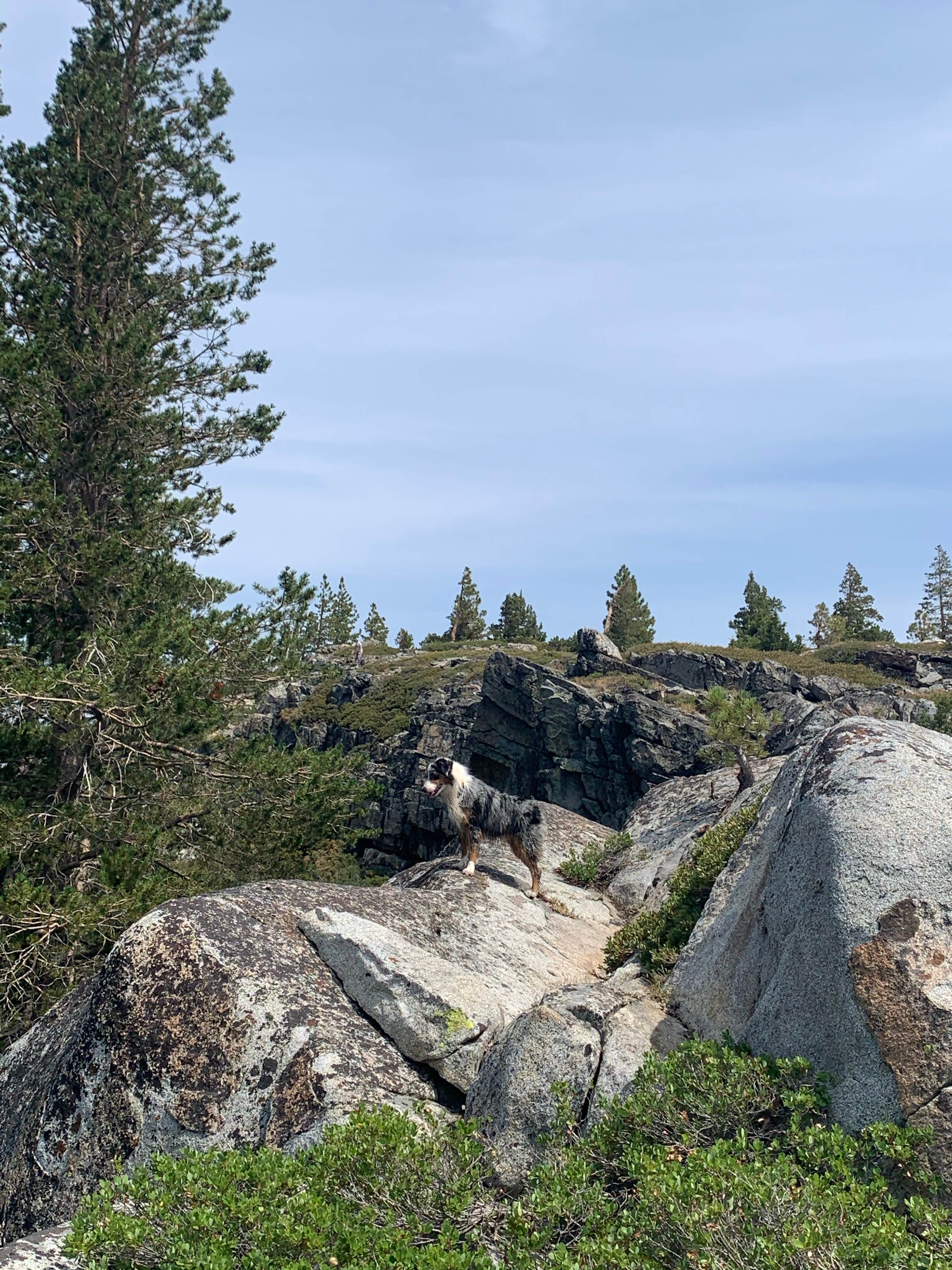 Azizah T.'s photo of camping with pets at Loch Leven Lakes near Norden, CA