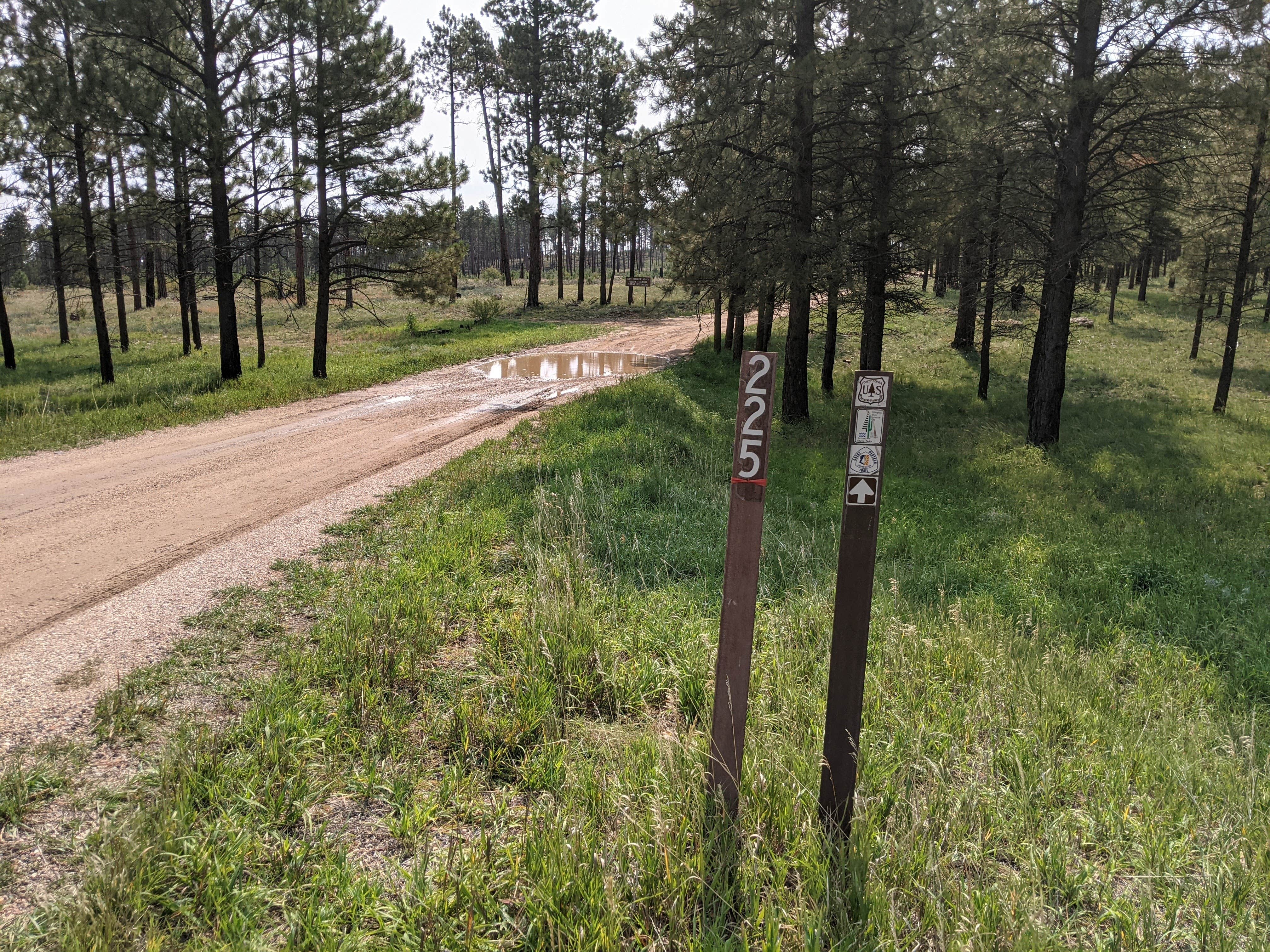 Camper submitted image from Forest Service #225 Road Dispersed Camping - 3