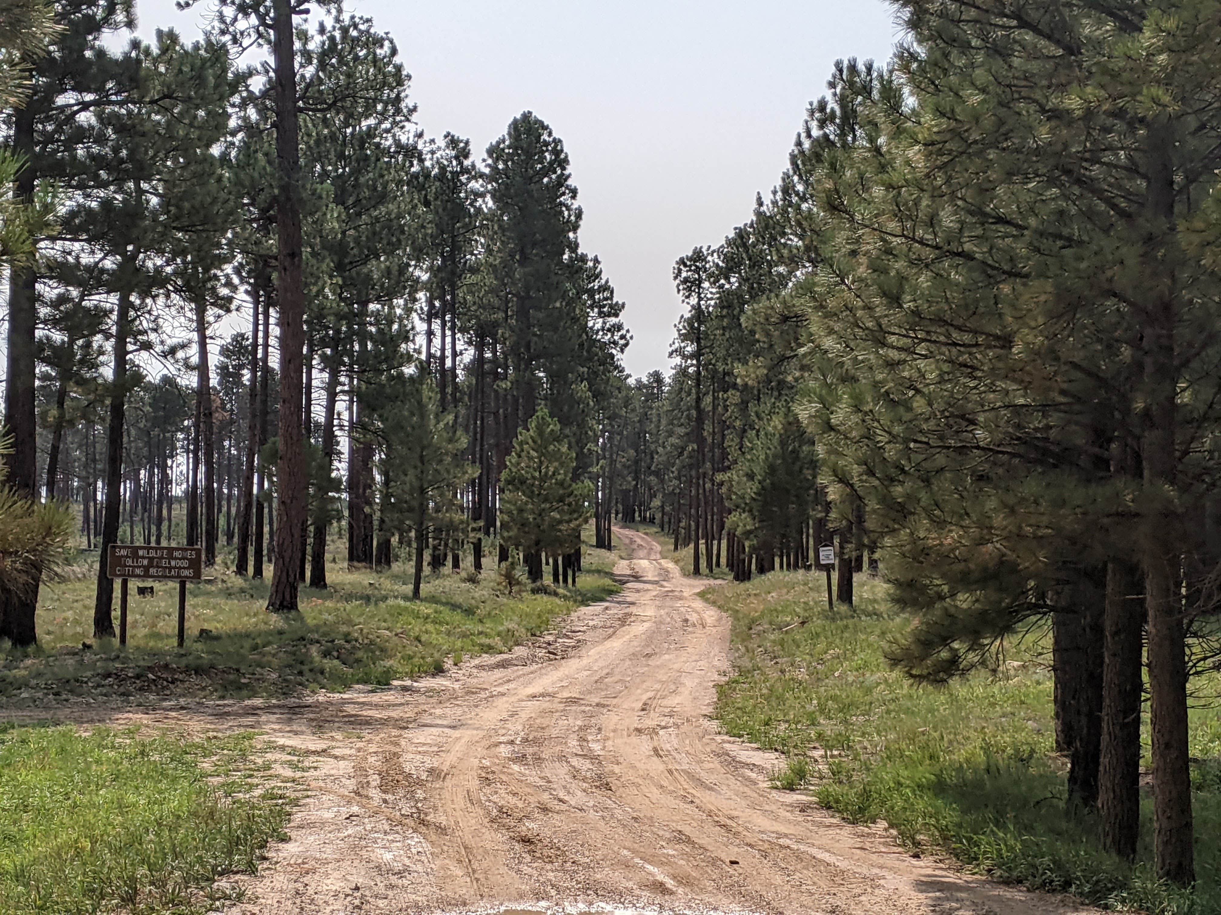 Camper submitted image from Forest Service #225 Road Dispersed Camping - 5