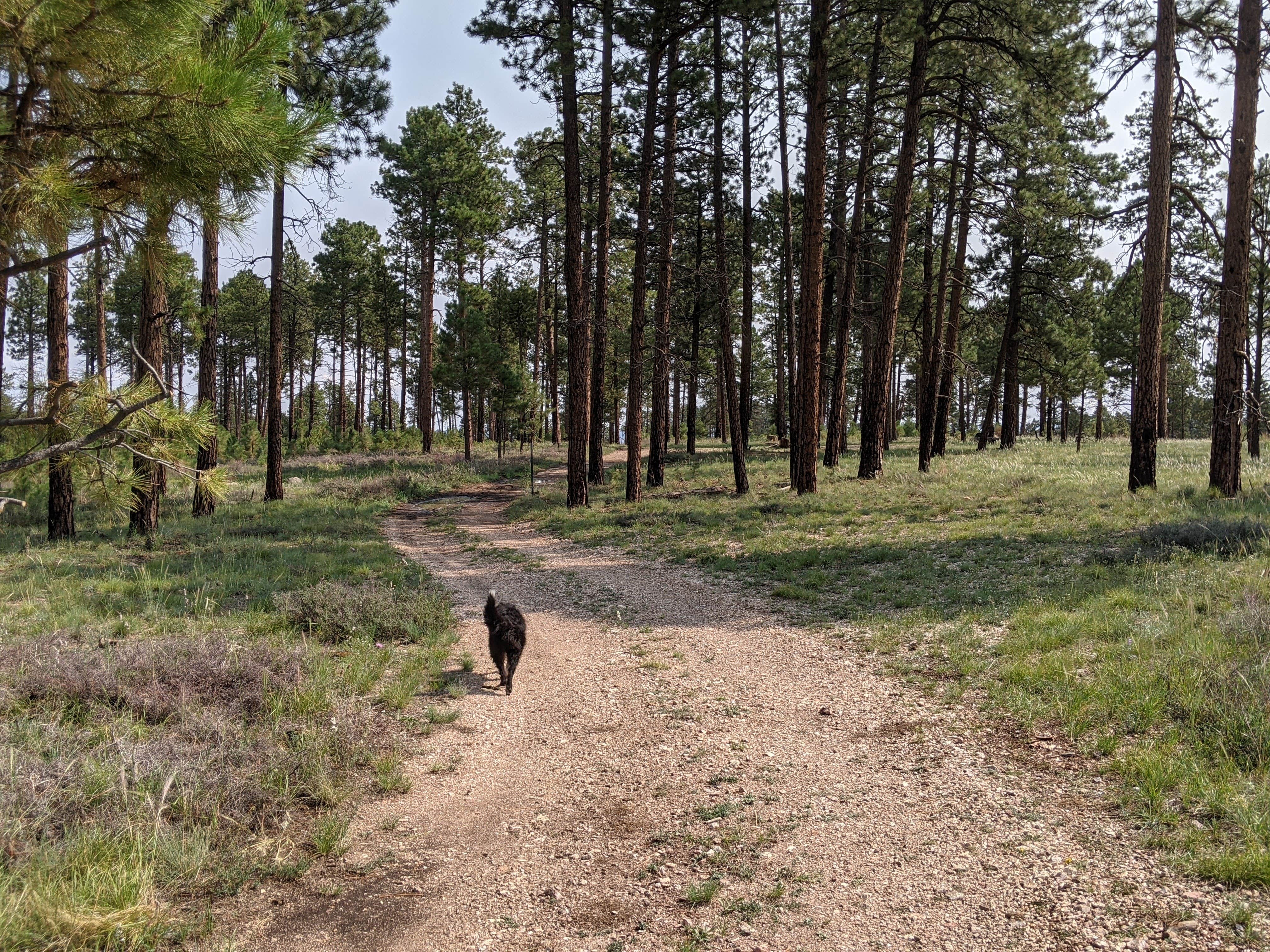 Greg L.'s photo of camping with pets at Forest Service #225 Road Dispersed Camping near Page, AZ