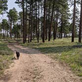 Review photo of Forest Service #225 Road Dispersed Camping by Greg L., September 21, 2021