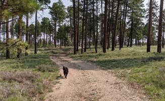 Greg L.'s photo of camping with pets at Forest Service #225 Road Dispersed Camping near Marble Canyon, AZ