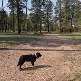 Review photo of Forest Service #225 Road Dispersed Camping by Greg L., September 21, 2021