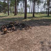 Review photo of Forest Service #225 Road Dispersed Camping by Greg L., September 21, 2021