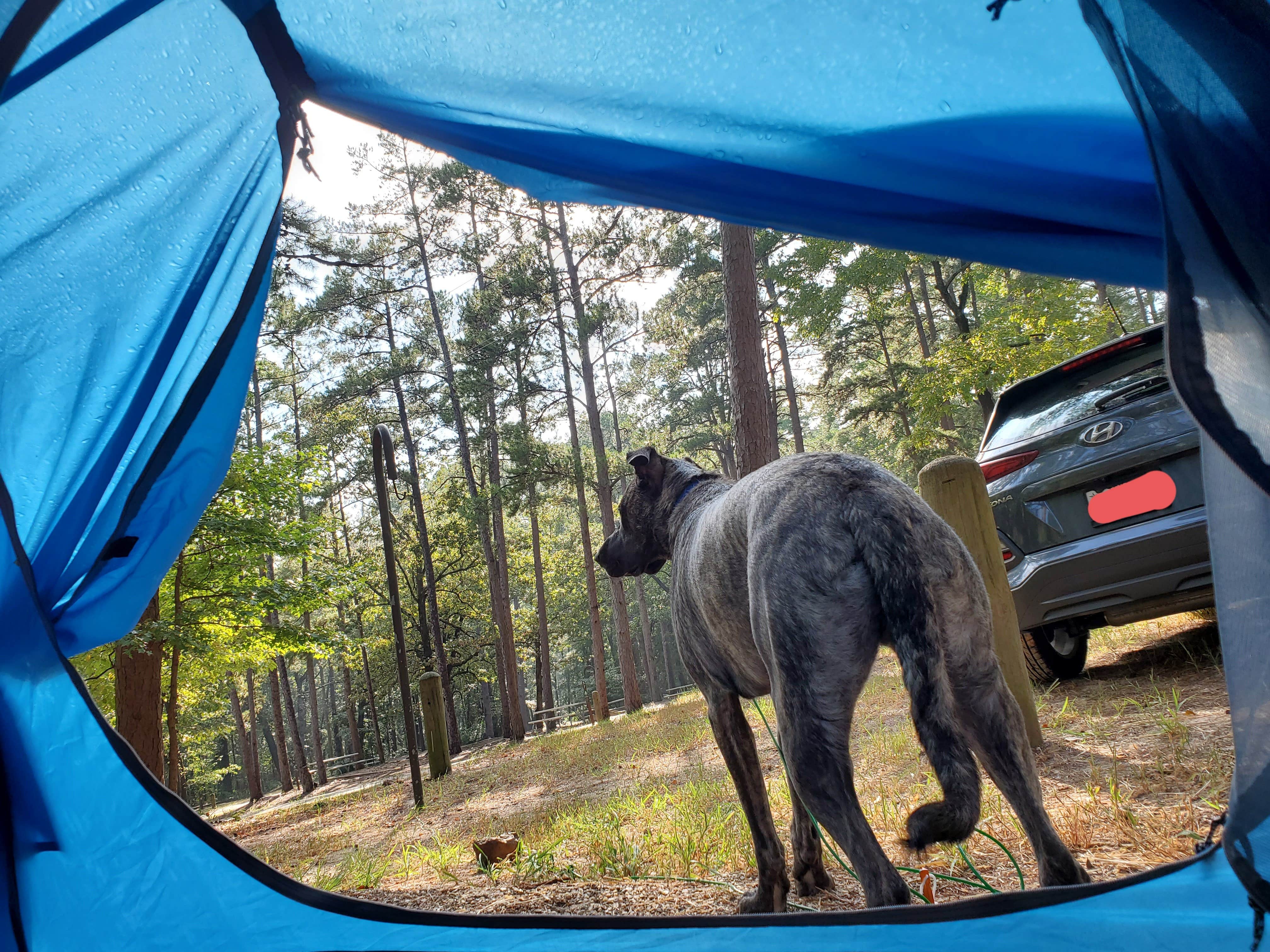 Veronica S.'s photo of camping with pets at Daingerfield State Park Campground near Queen City, TX