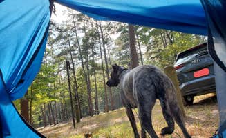 Veronica S.'s photo of camping with pets at Daingerfield State Park Campground near Texarkana, TX