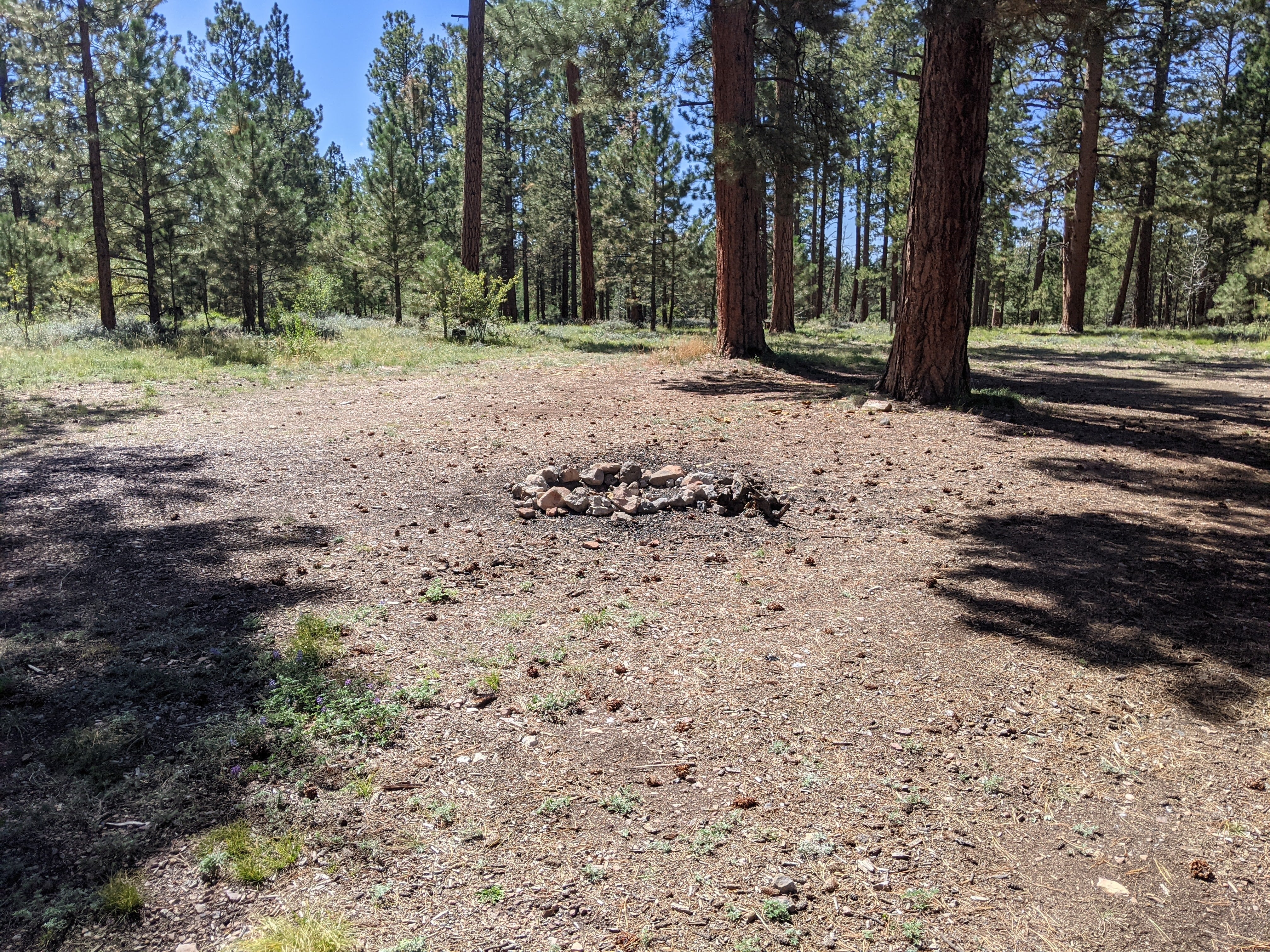 Camper submitted image from Forest Service Rd #205/225 Upper Dispersed Camping - 3