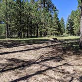 Review photo of Forest Service Rd #205/225 Upper Dispersed Camping by Greg L., September 21, 2021