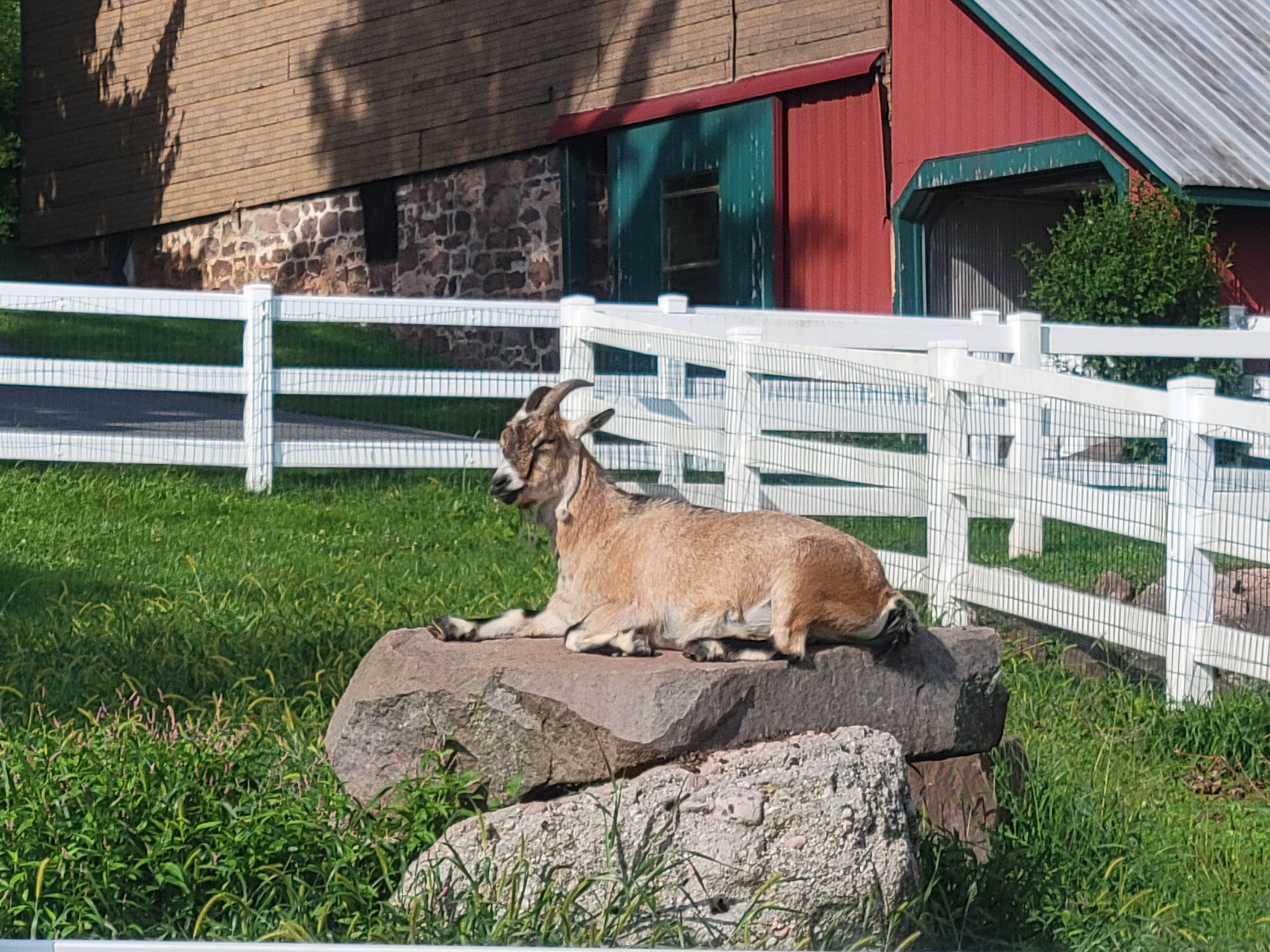 Jen R.'s photo of camping with pets at Lake In Wood Resort near Kleinfeltersville, PA