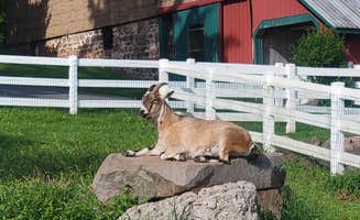 Jen R.'s photo of camping with pets at Lake In Wood Resort near Blue Marsh Lake