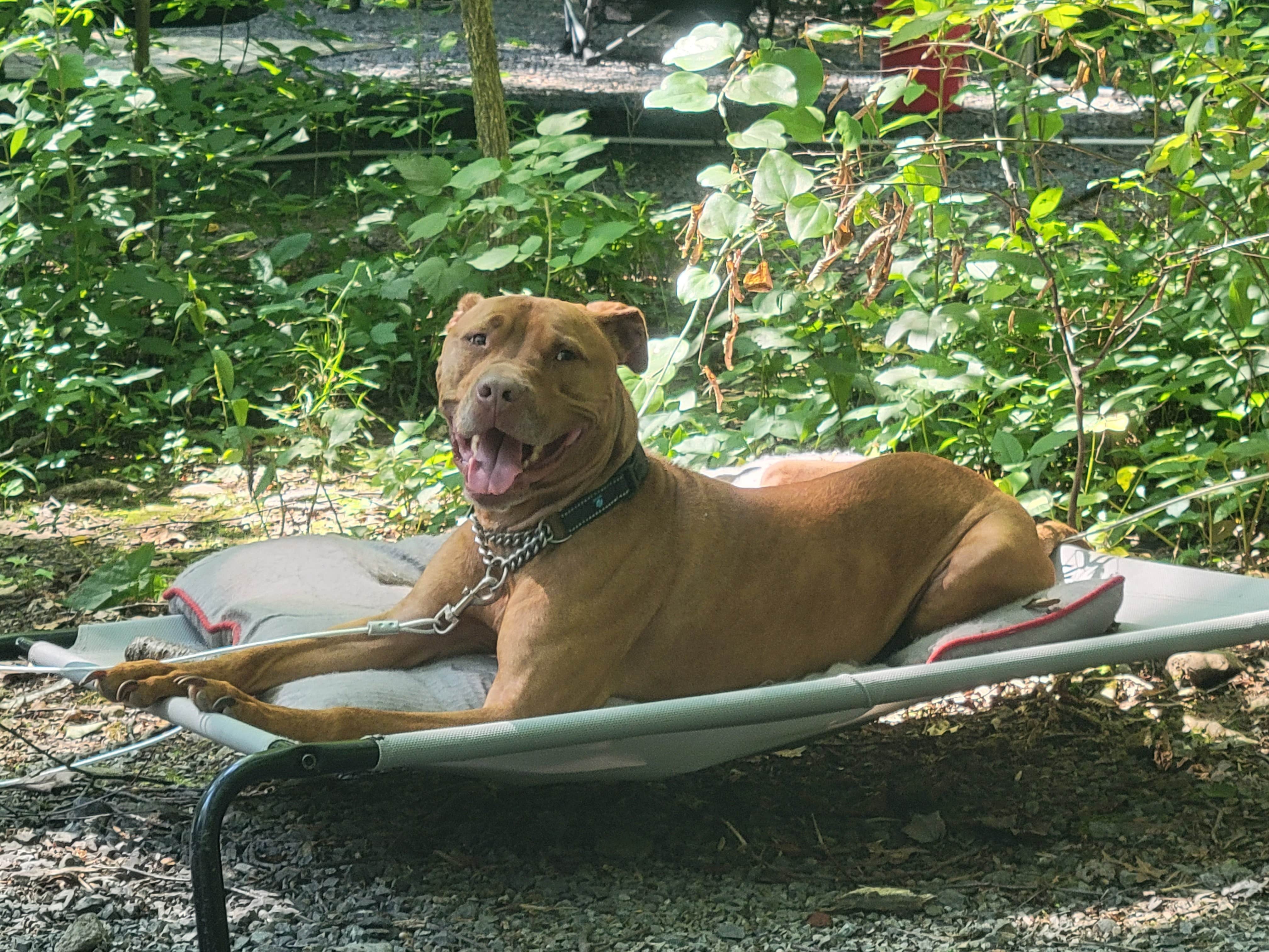 Jen R.'s photo of camping with pets at Cocalico Creek Campground near Reading, PA