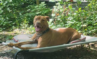 Jen R.'s photo of camping with pets at Cocalico Creek Campground near Mohnton, PA