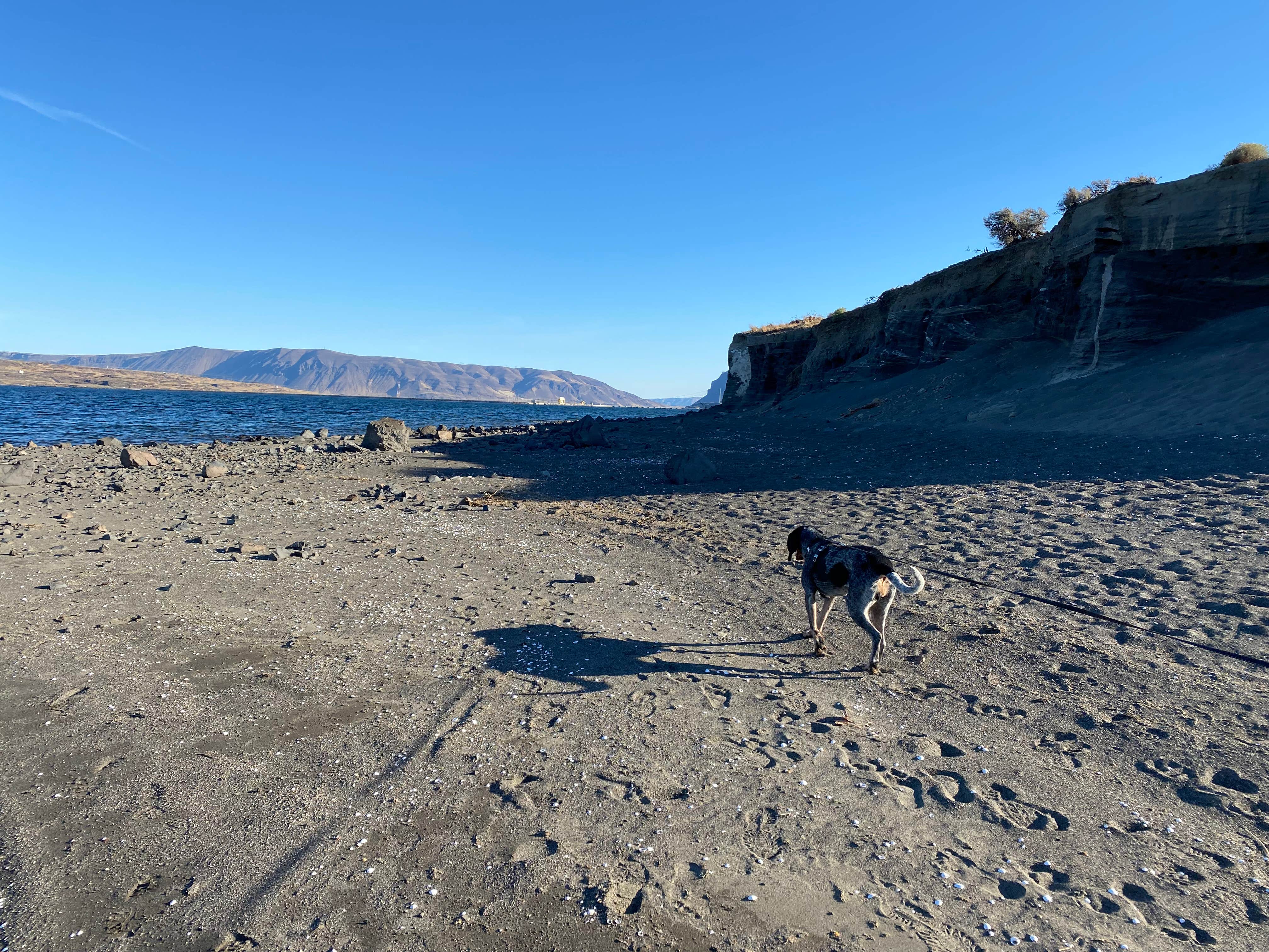 Chelsea B.'s photo of camping with pets at Ginkgo Petrified Forest State Park Campground near Yakima, WA