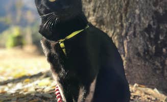 mitch's photo of camping with pets at Indian Flat RV Park near Yosemite Valley, CA