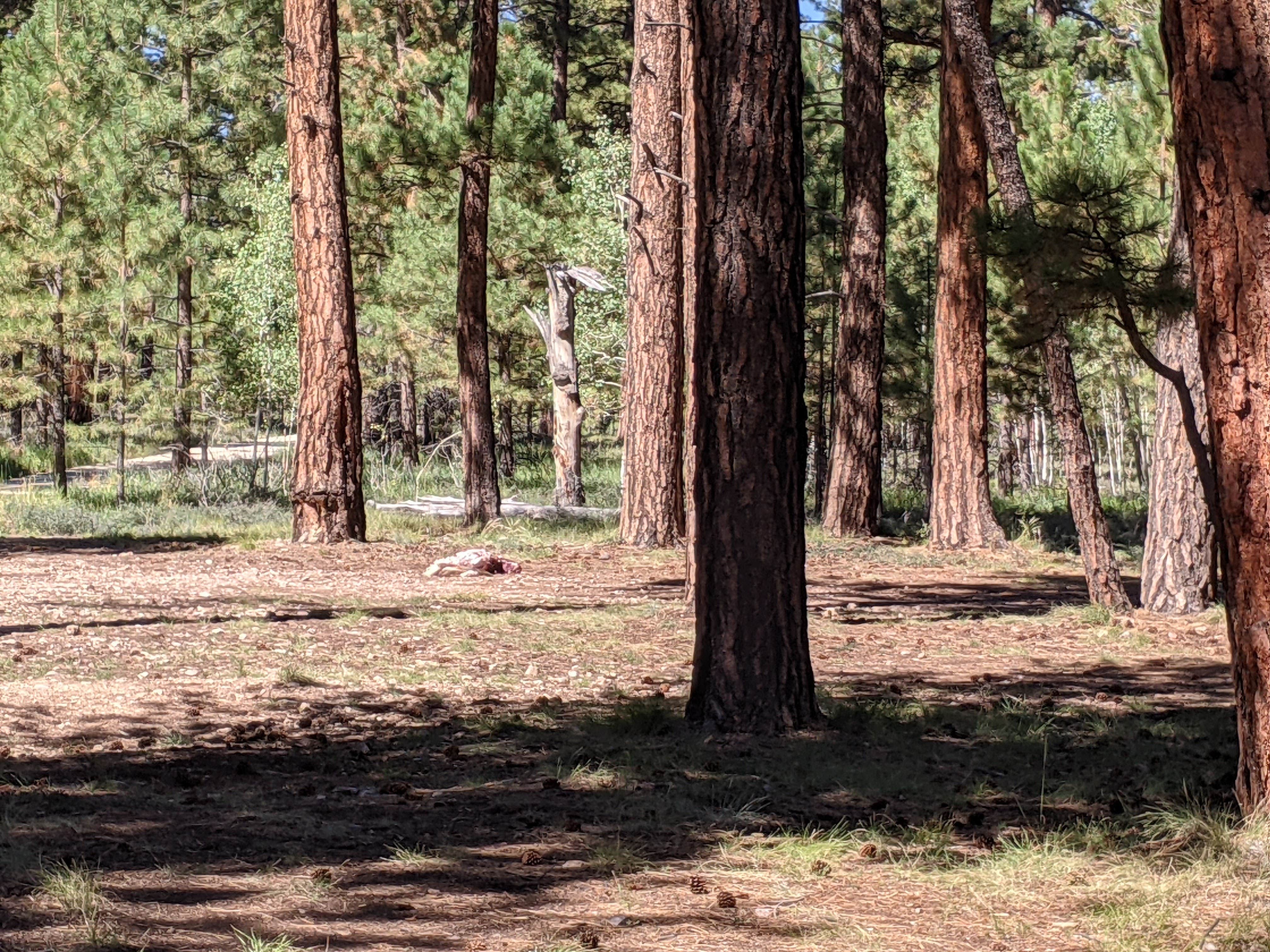 Camper-submitted photo at Forest Service Road #200 Dispersed Camping near Jacob Lake, AZ