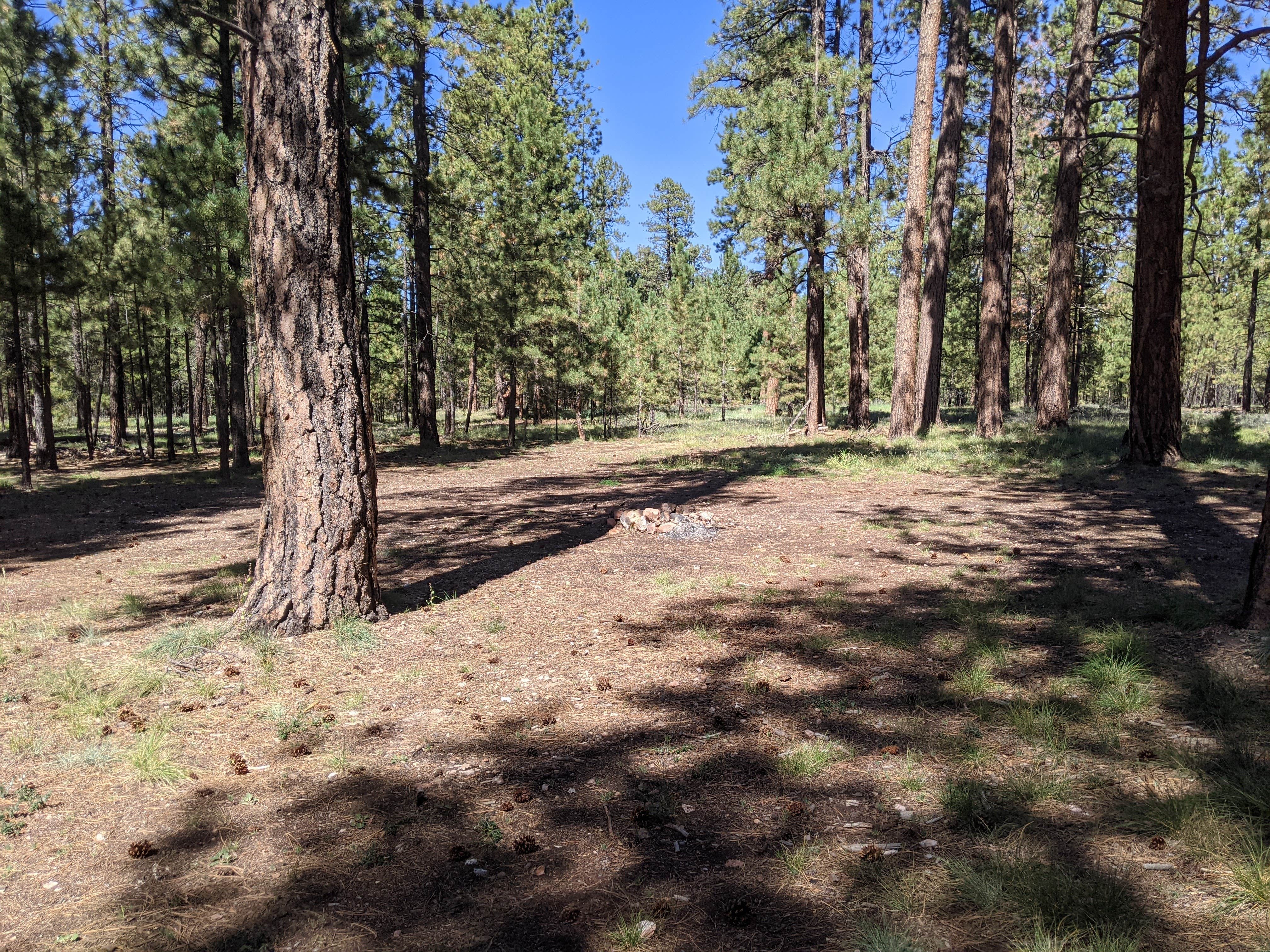 Camper-submitted photo at Forest Service Road #200 Dispersed Camping near Jacob Lake, AZ