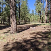 Review photo of Forest Service Road #200 Dispersed Camping by Greg L., September 21, 2021