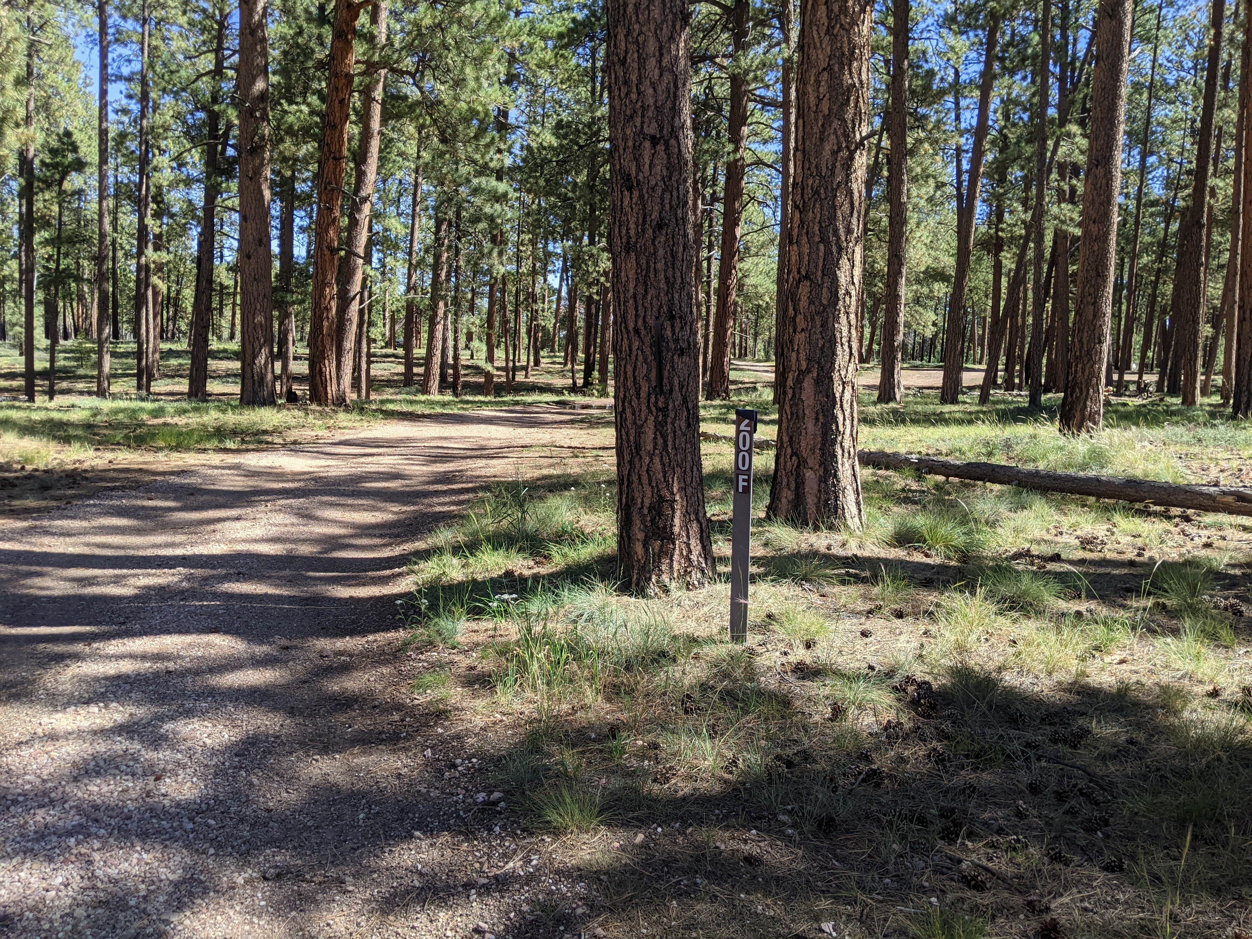 Camper submitted image from Forest Service Road #200 Dispersed Camping - 3