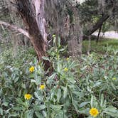 Review photo of Little Talbot Island State Park Campground by Jacquie W., September 21, 2021