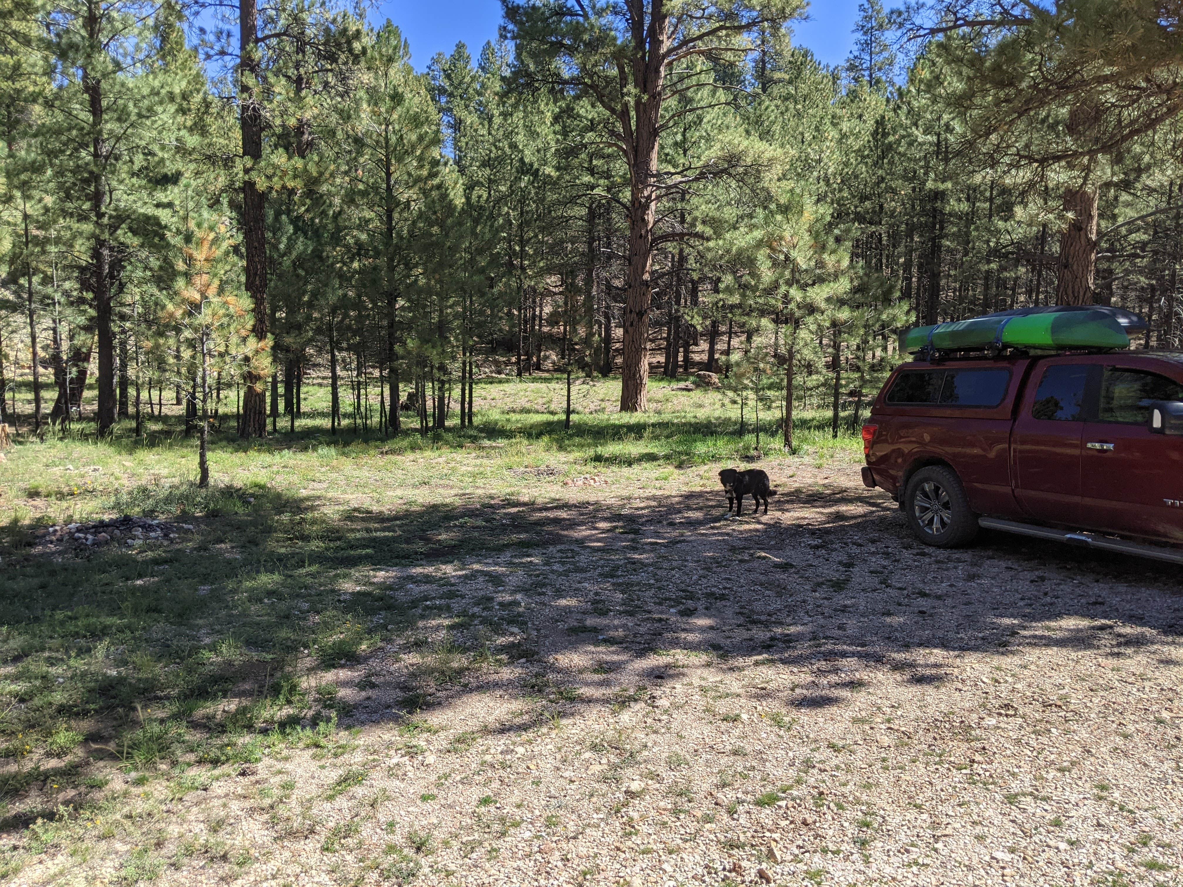 Camper submitted image from Forest Service Road #205 Lower Dispersed Camping - 4