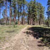 Review photo of Forest Service Road #205 Lower Dispersed Camping by Greg L., September 21, 2021