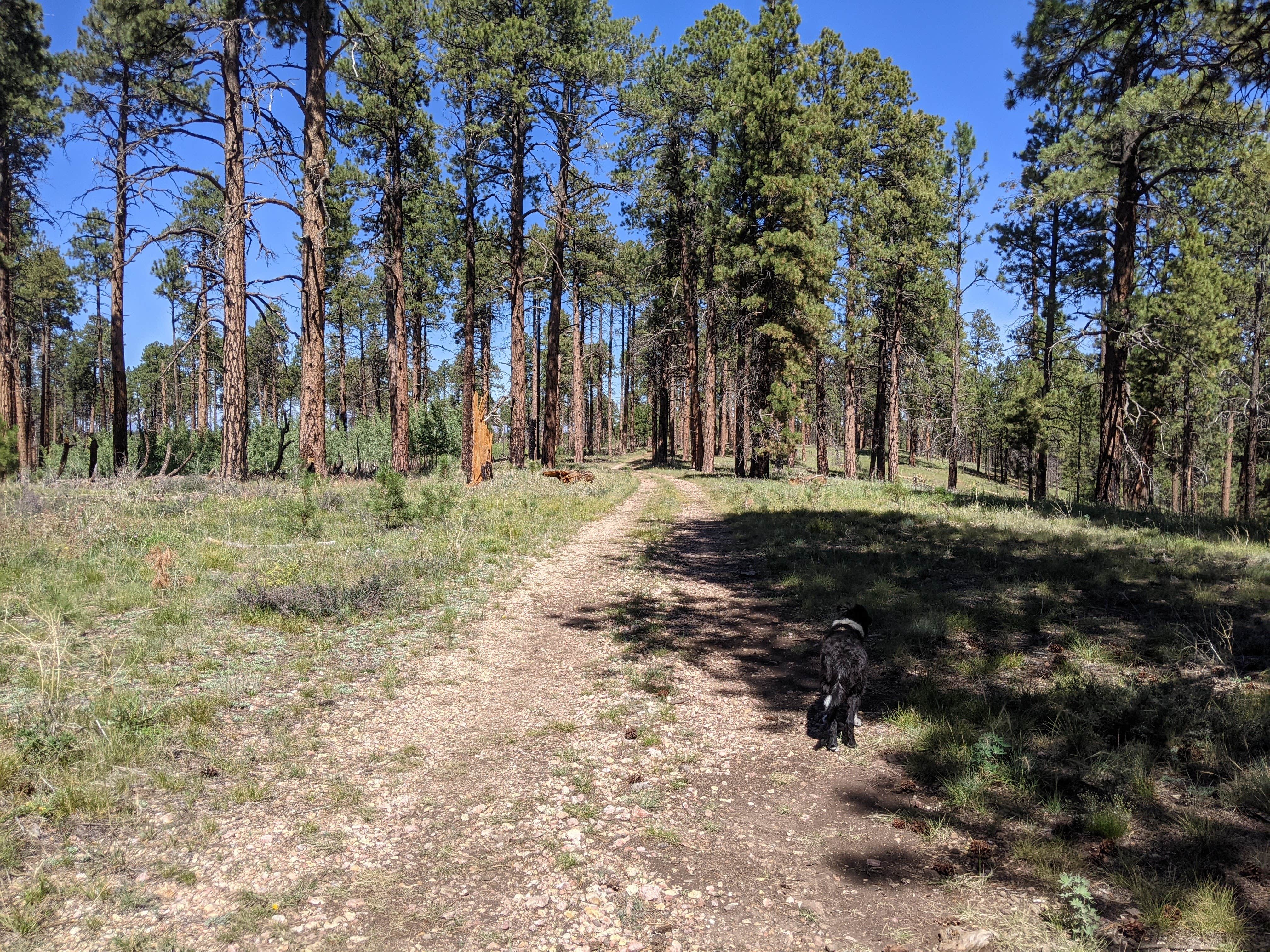 Camper submitted image from Forest Service Road #205 Lower Dispersed Camping - 5