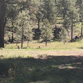 Review photo of Forest Service Road #205 Lower Dispersed Camping by Greg L., September 21, 2021