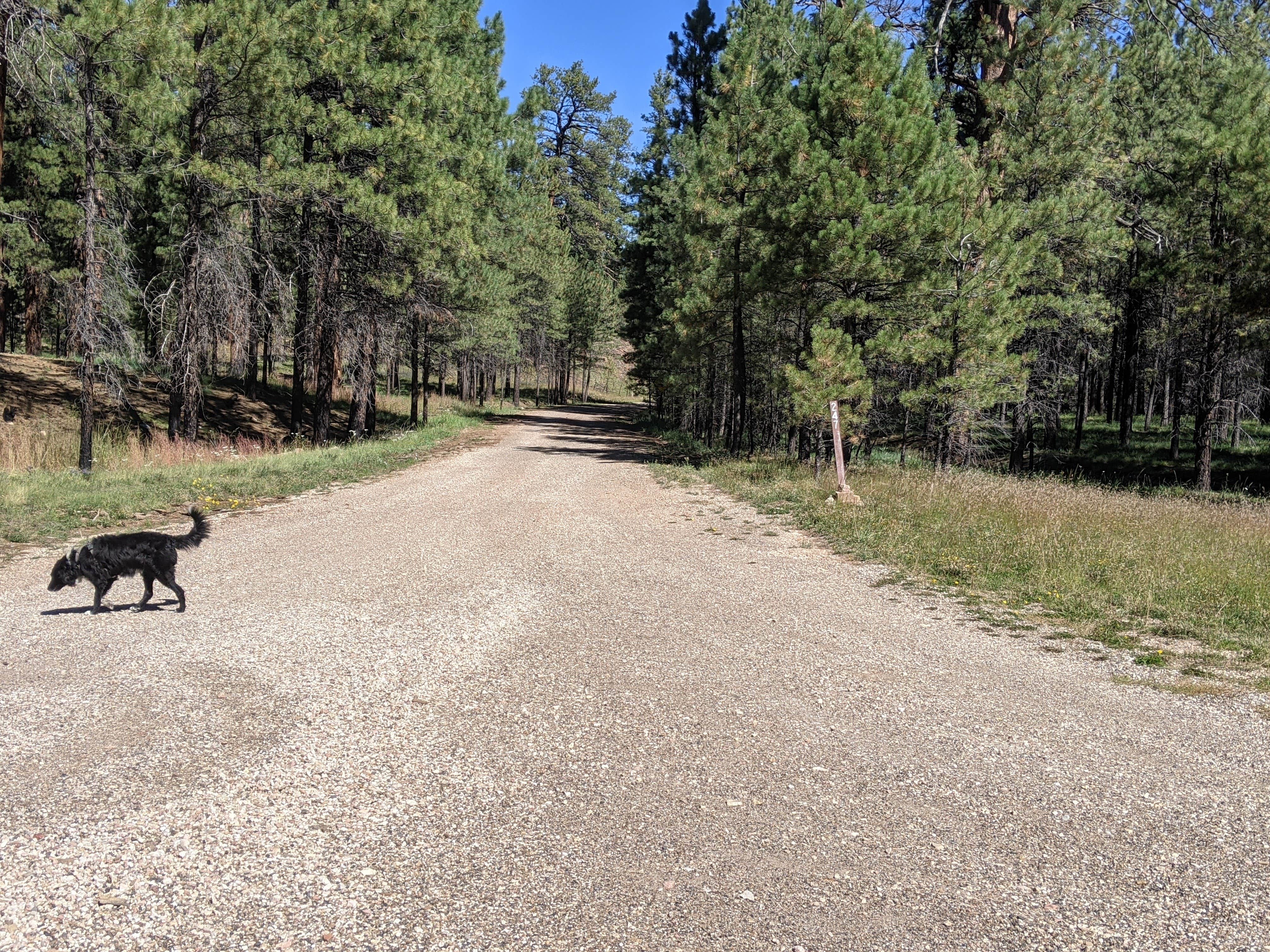 Camper submitted image from Forest Service #247 Road Dispersed Camping - 3