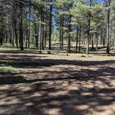 Review photo of Forest Service #247 Road Dispersed Camping by Greg L., September 21, 2021