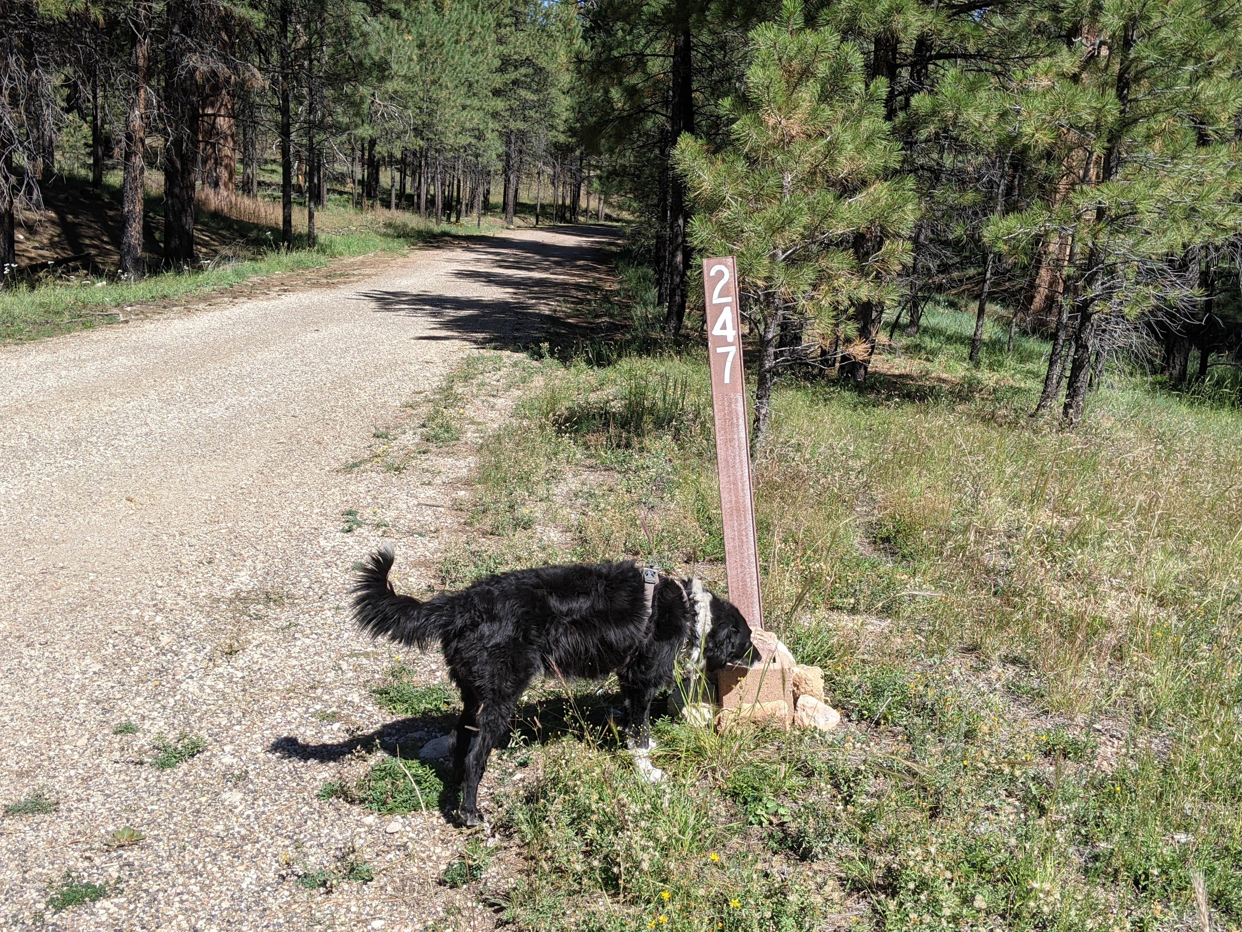 Greg L.'s photo of camping with pets at Forest Service #247 Road Dispersed Camping near Jacob Lake, AZ