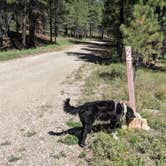 Review photo of Forest Service #247 Road Dispersed Camping by Greg L., September 21, 2021