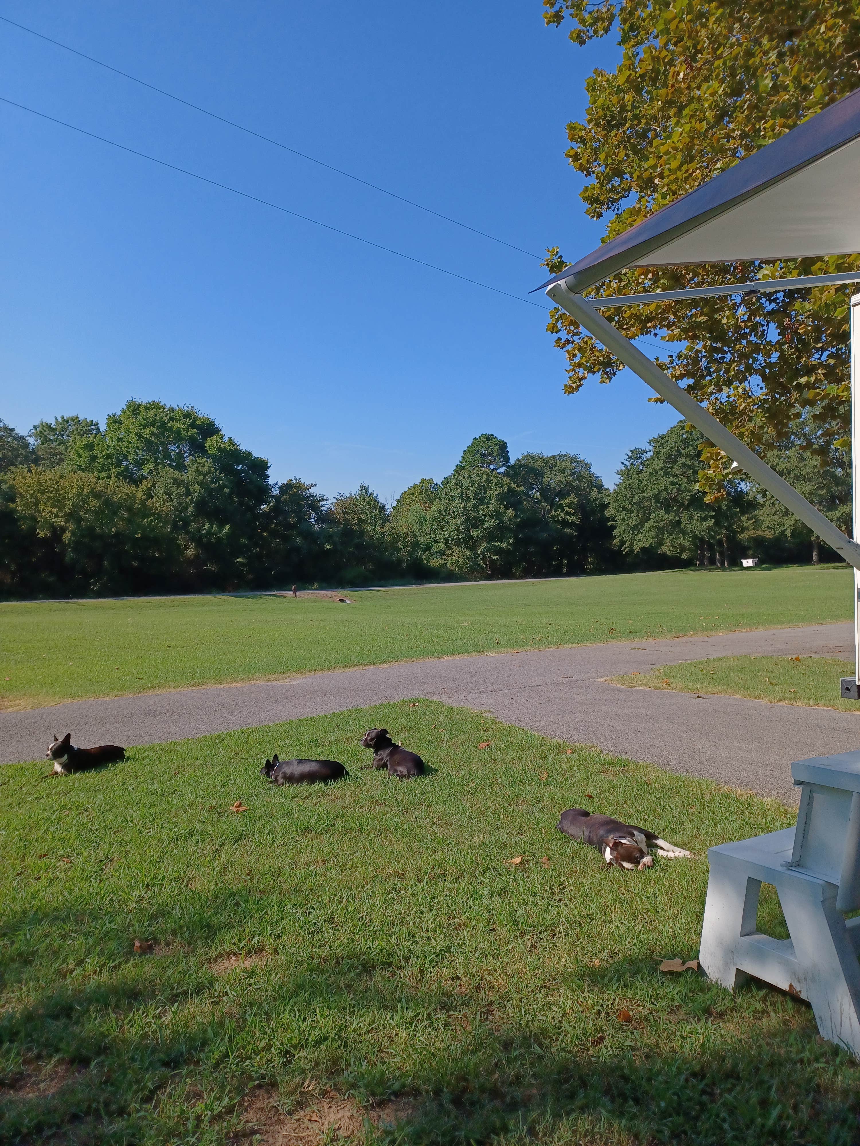 Danny K.'s photo of camping with pets at Dogwood Campground — Lake Eufula State Park near Eufaula Lake