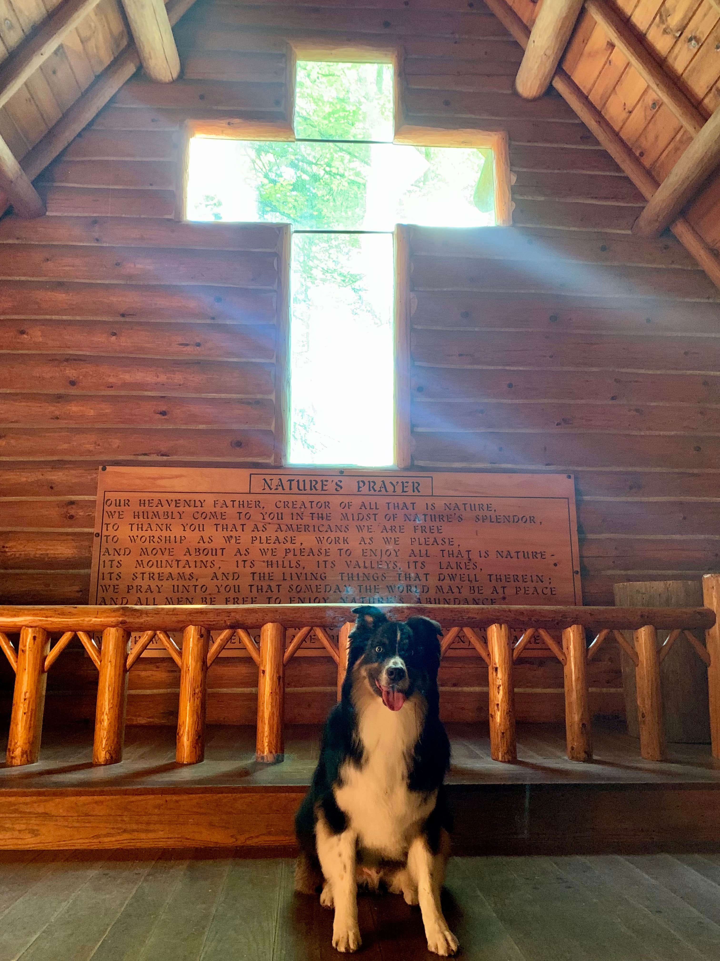 Alex H.'s photo of camping with pets at Hartwick Pines State Park Campground near Gaylord, MI