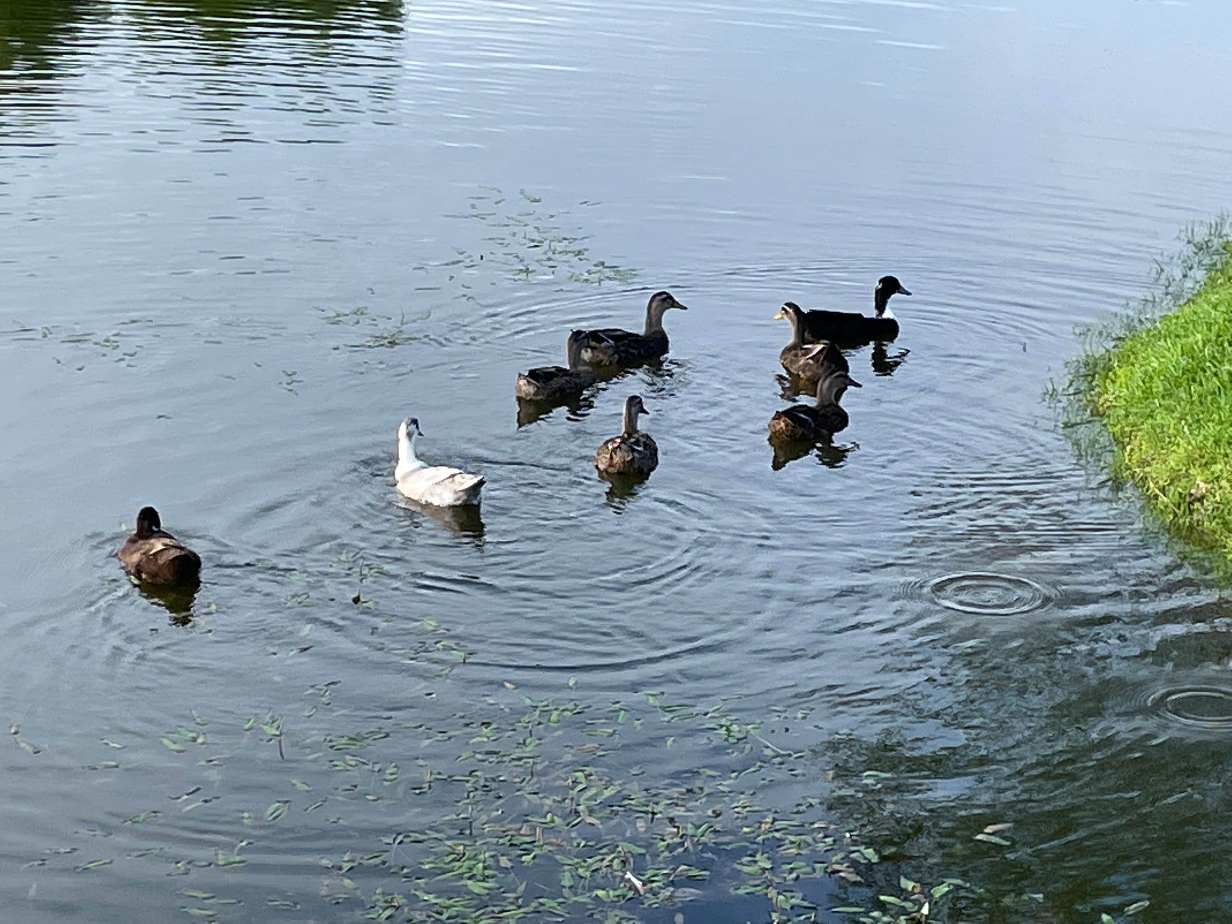 Camping near Bass And Bay RV Park: Tropical Gardens RV Park & Resort, Texas City, Texas