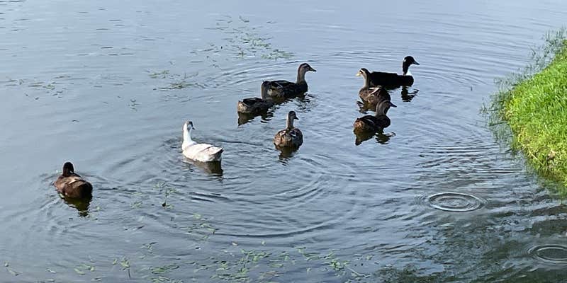 Camper submitted image from Tropical Gardens RV Park & Resort