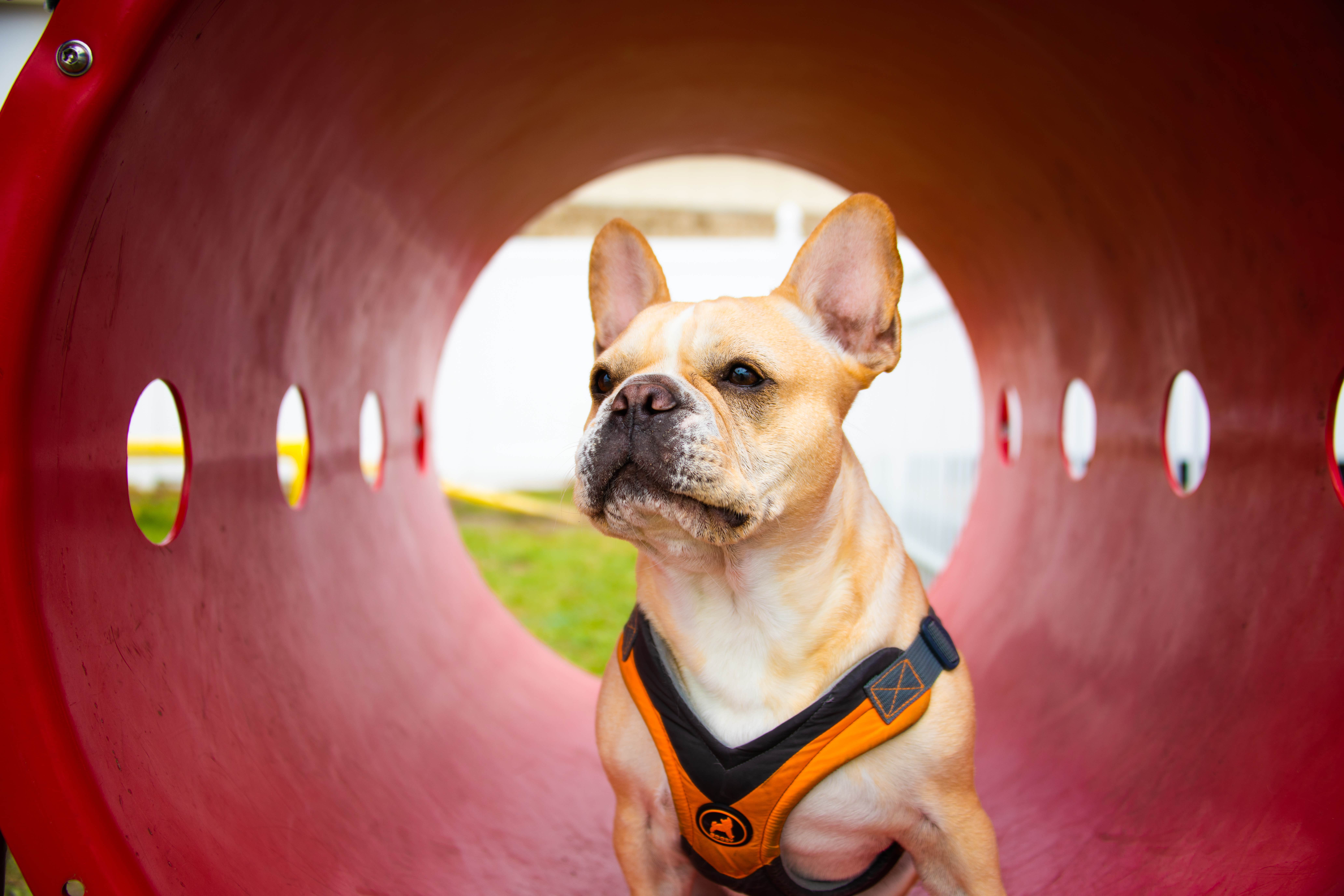 Jessica W.'s photo of camping with pets at Orlando/Kissimmee KOA near Windermere, FL
