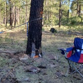 Review photo of Fr 171 Campground by Jessica P., September 22, 2021