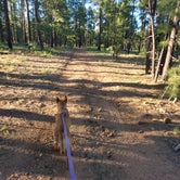 Review photo of Fr 171 Campground by Jessica P., September 22, 2021