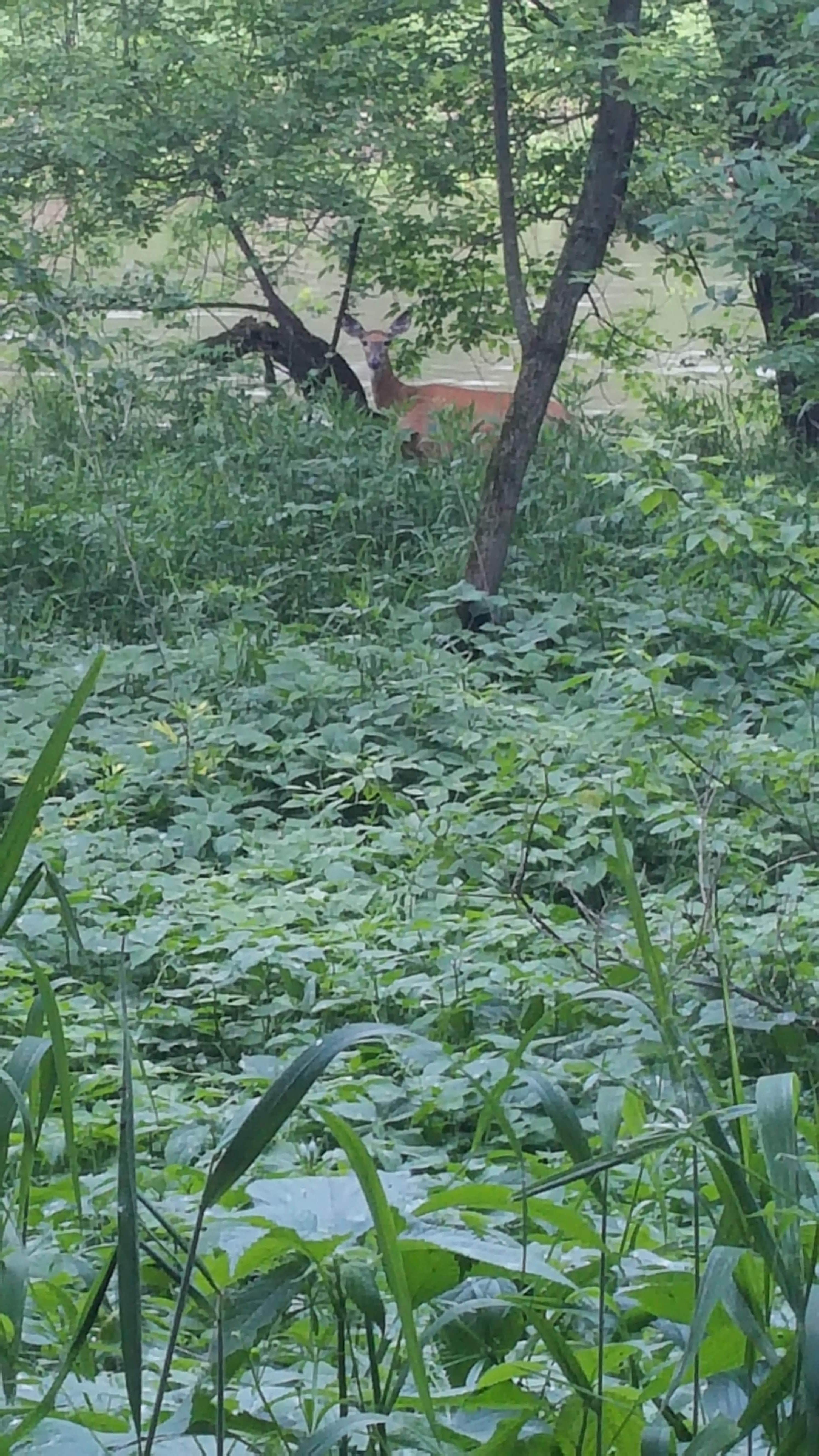 Camper submitted image from Eagle City County Park - 2