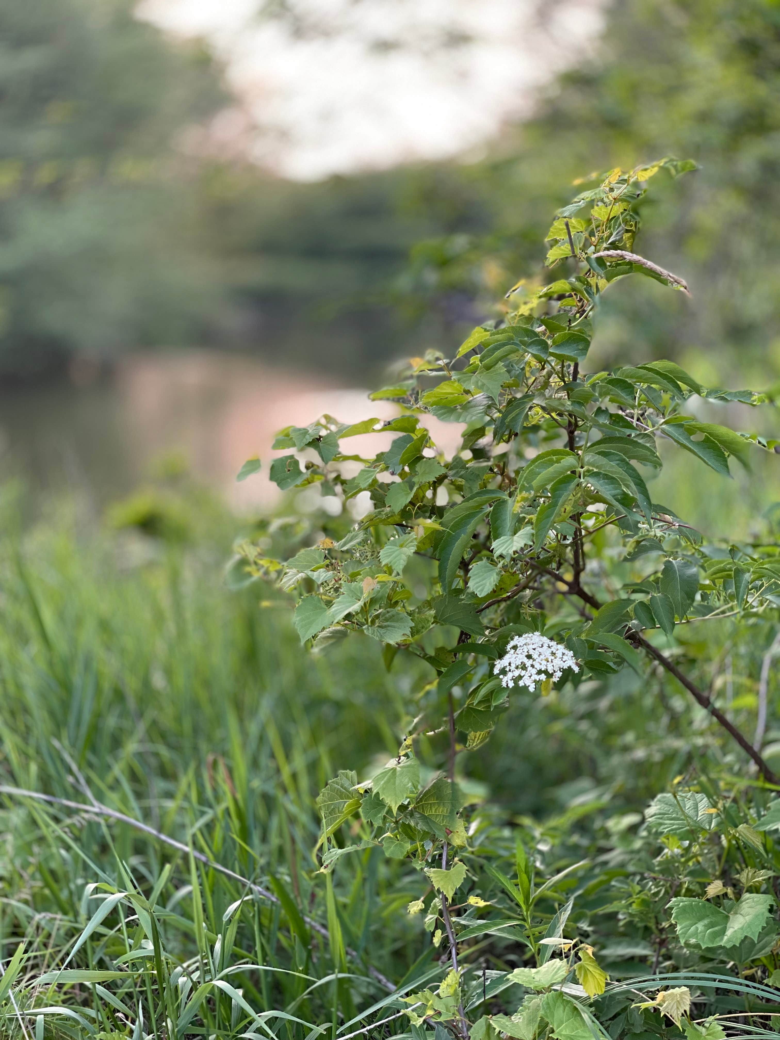 Camper-submitted photo at Siggelkov County Park near Waterloo, IA