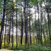 Review photo of Hartwick Pines State Park Campground by Alex H., September 21, 2021