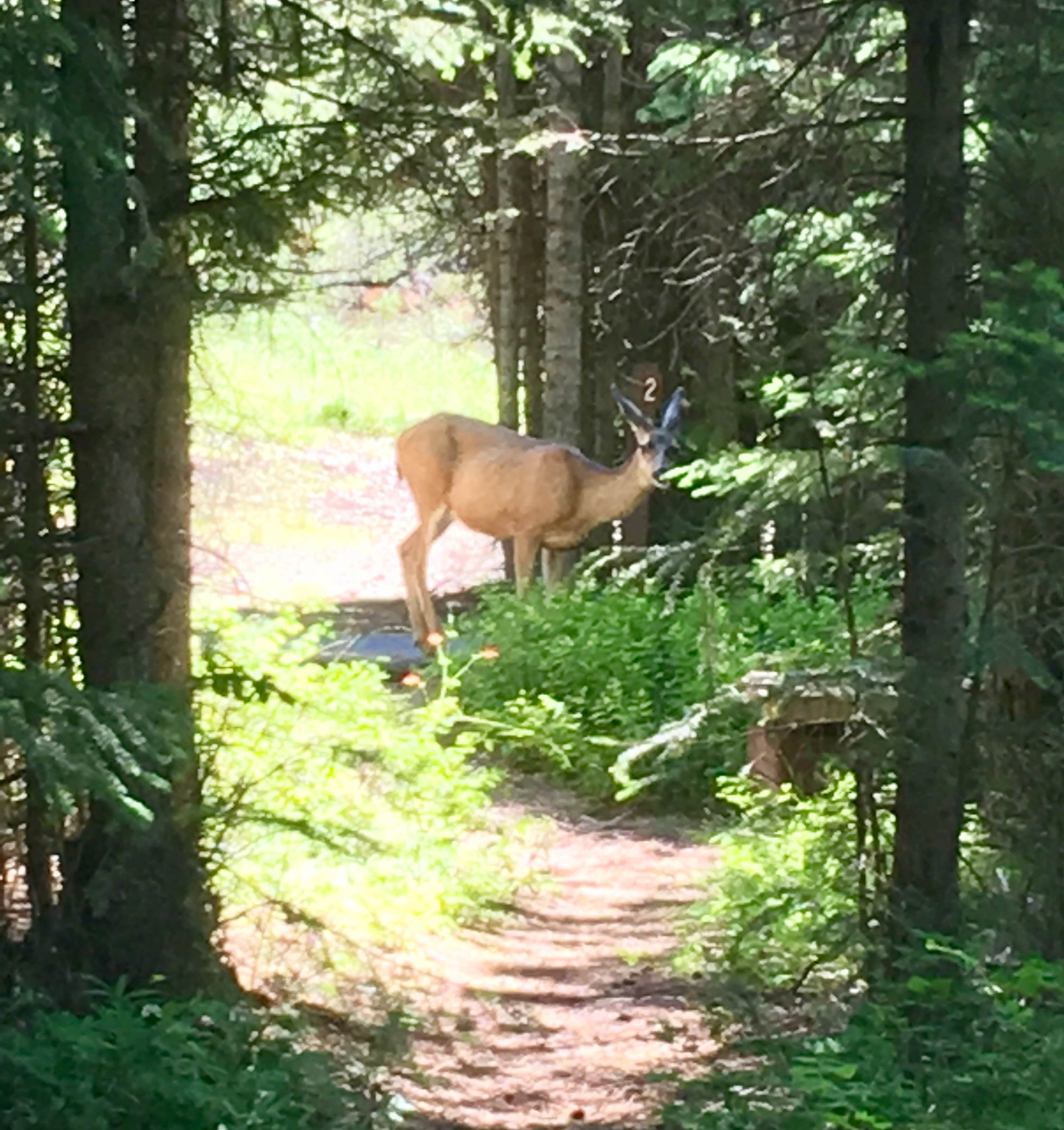 Camper submitted image from Bull Prairie Campground (OR) - 2